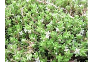 H2O-PFLANZE Nadelkraut | Crassula recurva | im 9er Teichtopf | Wasserpflanze | Teichpflanze | Mini Teich geeignet | Klärpflanze | Sauerstoffpflanze | winterhart