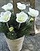 Produktbild PLANT&STYLE Künstliche Christrosen mit Tanne im Topf, Creme-grün, 33cm