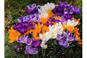 FLORA IMPORT 25 X Crochi Misti - Crocus Mix - Bulbi Alta Qualità (25)