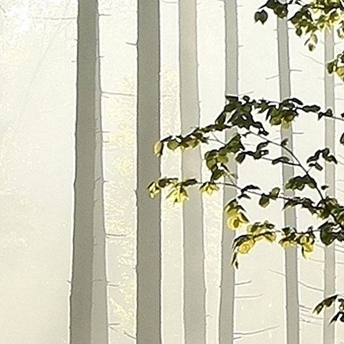 Fototapete Wald grün 350×245 cm XXL !  PREMIUM VLIES TAPETE – PROFI QUALITÄT (Keine Papiertapete, keine Blasenbildung) – Top moderne Wanddeko – Fototapete 3D Illusion – Riesen Wandbild – Top Design Tapete – Neue exklusvie Edition mit noch besser Druckauflösung – Deutsches Premium Vlies (Kein Import Vlies oder PVC), Schlafzimmer, Wohnzimmer, Kinderzimmer geeignet | modern Fototapeten Wandtapete Landschaft Baum Bäume Natur FOB0238a73XL - 8