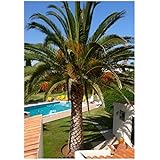 TROPICA - Kanarische Dattelpalme (Phoenix canariensis) - 15 Samen