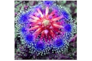 SVI 25 Lila Drosera Sonnentau Fleisch fressende Blumensamen Bug Exotischer Spinnen-Essen