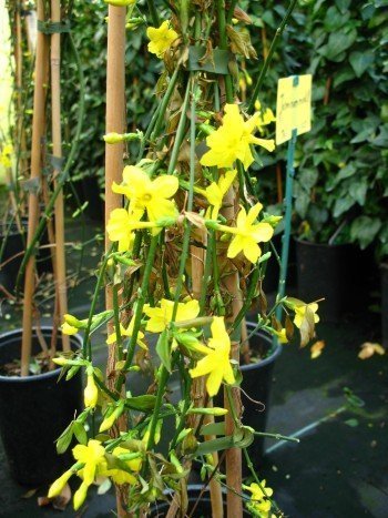echter Winter Jasmin Jasminum nudiflorum 80 cm hoch im 3 Liter Pflanzcontainer