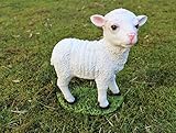 deko für ostern 2019 Lamm Gartenfigur Schaf Haus Garten Balkon Deko lebensecht Ostern Tierfigur NEU. Genau das richtige für jeden Garten und für die Wohnung oder eine tolle Geschenkidee! Ein wunderschönes Lamm aus Polyresin gefertigt Absolut Wetterfest für im Haus wie im Garten geeignet (sollte vor starken Frost geschützt werden)! Das Lamm hat einen besonders guten Stand da schwere Ausführung! Größe: Länge: ca. 18 cm - Breite: ca. 7,5 cm - Höhe: ca. 20 cm Material: Polyresin (Kunststein) Lieferumfan