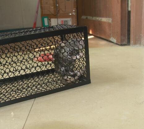 WARKHOME Mausefalle Kastenfalle 24×11.5×11.5 cm (LxBxH) Falle Tierfalle - 4