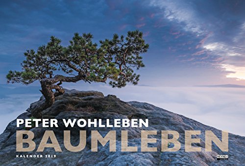 Baumleben: Kalender 2019 - Wandkalender