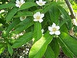 semillas nispero mexico Este tipo de cultivo es muy fÃ¡cil