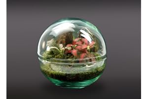 GARDEN CENTER SHOP BY VM Garden Center Shop | Terrario Micro 12 × 12 cm | Ecosistema Natural en Cristal | Madera + Plantas | Nanogarden