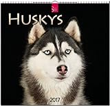 HUSKYS - Original Stürtz-Kalender 2017 - Mittelformat-Kalender 33 x 31 cm by 
