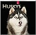 HUSKYS - Original Stürtz-Kalender 2017 - Mittelformat-Kalender 33 x 31 cm by 