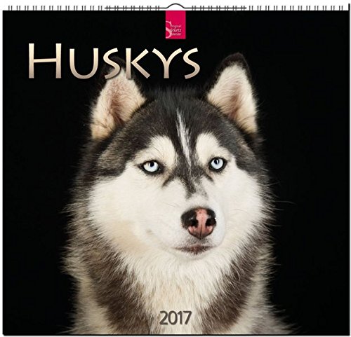 HUSKYS - Original Stürtz-Kalender 2017 - Mittelformat-Kalender 33 x 31 cm