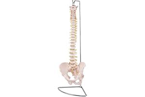 Anatomy Model Skeleton Spine Life-Size Vertebral Column Human Body Medicine Model Skeleton Model with Herniated Disc Teaching Models MedMod