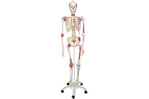 3B Scientific A13 Scheletro Sam Versione di Lusso su Cavalletto in Metallo con 5 Rotelle + app gratuita di anatomia - 3B Smart Anatomy