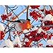 Produktbild MEIMING1314 Malen Nach Zahlen Kits Wandkunst Geschenk für Erwachsene und Kinder Home Decor - Vogel 40 * 50cm 16 * 20inch