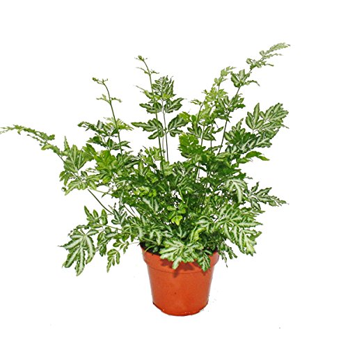 Farn - 3er Set - bestehend aus 3 besonderen Farn-Arten 12cm Topf - 