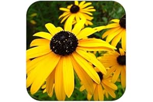 GROWTANICAL Rudbeckia 'Goldstrum' x 6 Large Plug Plants Hardy Perennial 'Black Eyed Susan'
