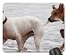Produktbild Mauspads - Hunde Schläger Spielen Bite Romp Beach Pet Pull Tail