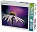 Produktbild Echinacea Avalanche 1000 Teile Puzzle quer (CALVENDO Natur)
