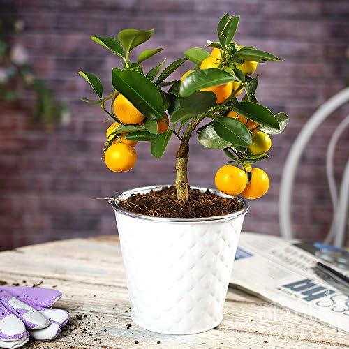 Mini Citrus Orange Tree - Grow Your Own - 13cm Plant - House / Office Live Indoor Pot Plant Tree - Ideal Gift In 15cm White Pot