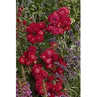 'Rosilia' (R), Kletter-/Ramblerrose im 4 L Container