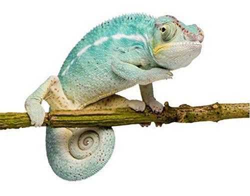 Wandtattoo No.151 Chamäleon Blau WandSticker WandTattoo Reptilien Exotisch - 2