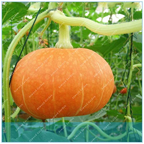 spécifications ShopMeeko GRAINES: ZLKING 20PCS citrouille pour les grains Barbecue Terrasse Jardin Rillettes légumes n