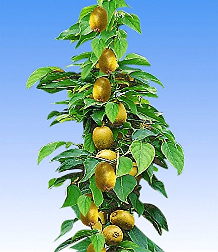 BALDUR-Garten Säulen-Kiwi ‚Issai®‘, 1 Pflanze - 2