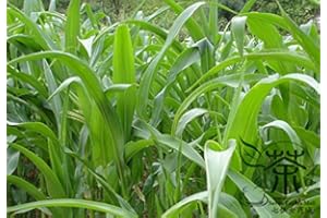 Hybrides dérivés Sorgho sudanense Graines 400pcs, Famille Poaceae Sorghum Drummondii Semences fourragères, les plantes hybrides Gao Dan herbe Graines