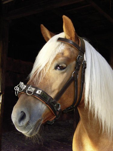 Preisvergleich Produktbild Kerbl 321168 Kappzaum Leder Warmblut, braun