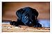 Produktbild Metall Poster Platte Wand-Dekor Blechschild von Puppy Labrador Retriever Look 95296 20*30cm