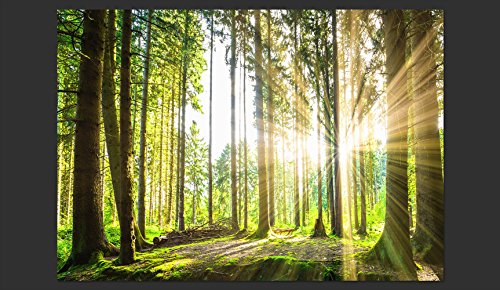 Fototapete Wald 3D 400×280 cm – VLIES TAPETE PREMIUM – PROFI QUALITÄT – Top moderne Wanddeko – Riesen Wandbild – Top Design Tapete – Neue exklusive Edition mit noch besser Druckauflösung – Deutsches Premium Vlies – Wald Landschaft Natur Sonne Grün Bäume Sonnenuntergang c-B-0098-a-b - 2