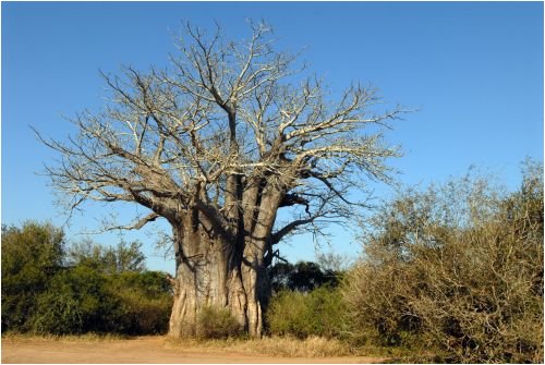 Seedeo Affenbrotbaum (Adansonia digitata) 6 Samen
