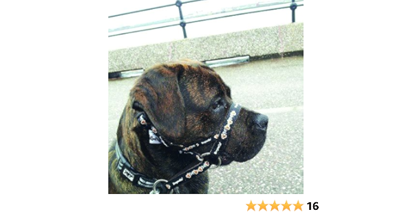 dogmatic headcollar amazon