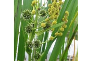 WFW wasserflora Aufrechter Igelkolben/Sparganium Erectum im 9x9 cm Topf