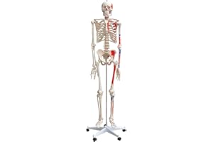 TSGPS Anatomie Modell Skelett mit Knochen Körper Mensch Muskeln Medizin Skeleton Menschliches Skelett Lebensgroß 175 cm mit Ständer Menschen Körper Lehrmodelle MedMod
