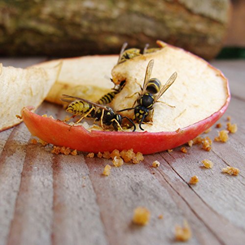 Insektenfalle Wespenfalle Fruchtfliegenfalle Obstfliegenfalle Fliegenfalle 5er Set Flaschenaufsatz - 4