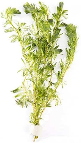 Cabomba Aquatica Aquarium Plants Oxygenating plant 5 - 50 Strands Weighted (50)