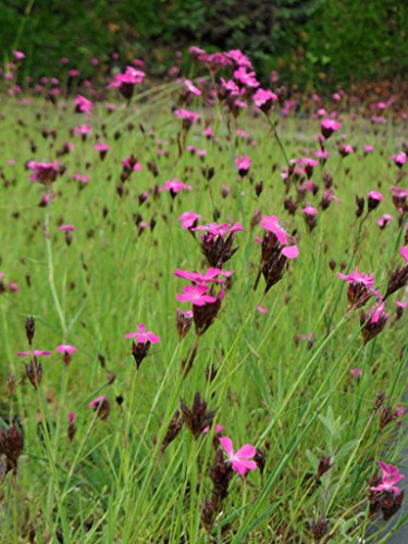 Sedum – Kräuter – Pflanzenpaket Steinrosenflur für 5 m² Dachbegrünung, Steingarten, etc. - 6