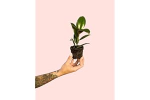 Ficus Elástica Melany | Mini Plantas Naturales Interior | Pur Plant