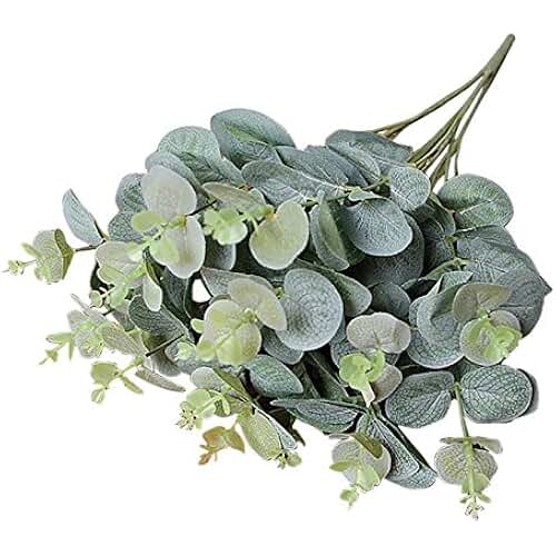 Amazon.fr eucalyptus feuilles