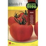 tomate hibrido regina Planta resistente con crecimiento indeterminado. Fruto globoso, de tamaño medio grande, muy buen color en verde y en rojo. Larga conservación. Peso medio 230 g