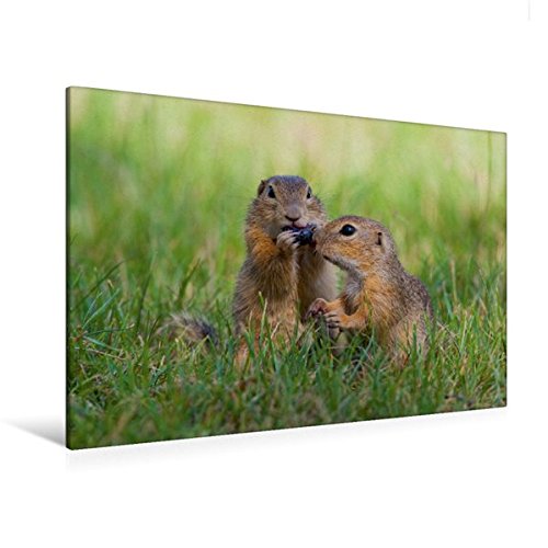 Premium Textil-Leinwand 120 cm x 80 cm quer, Bild 10 | Wandbild, Bild auf Keilrahmen, Fertigbild auf echter Leinwand, Leinwanddruck (CALVENDO Tiere)