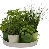 Plateau 7 herbes aromatiques