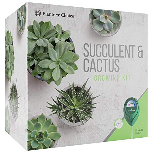 Kit de Cultivo de Cactus y Plantas Suculentas con Medidor de Humedad - Cultive 4 Plantas - Incluye todo lo Necesario para Cultivar con Éxito - Gran Regalo