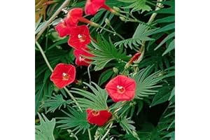 PAGANO DOMENICO E FIGLI SEMENTI DAL 1954 IPOMEA CARDINAL CLIMBER NR.50 SEMI