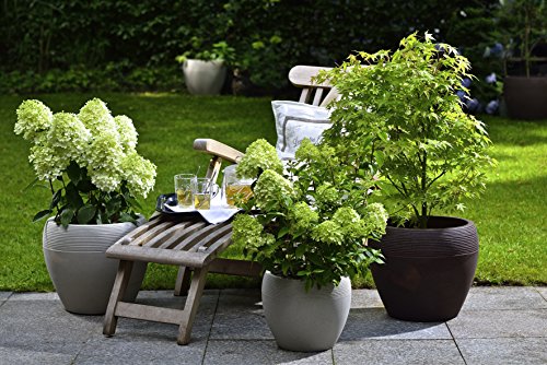 Scheurich Lineo Pflanzgefäß Brown Ø 40 cm, Höhe 33 cm, Volume 28 l - 2