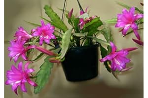 SVI Chiapasia Nelsonii ~ Incredibile Discocactus Epiphyllum ~ Orchid molto raro 10 Semi ~