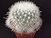 Produktbild Portal Cool Mamillopsis Senilis Frankreich / Nicht Gepfropft-Code. Ebay 31 Mammillaria