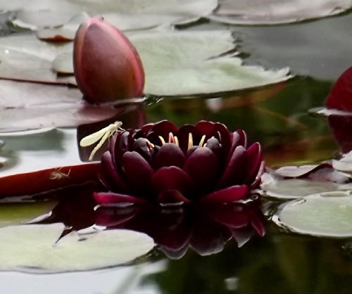 Nymphaea - Seerose " BLACK PRINCESS "
