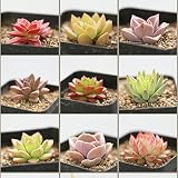 Loveble Succulentes Mélanger Plantes Rare Exotique Plante Succulente Plante Mignonne
